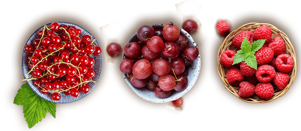 baies rouges