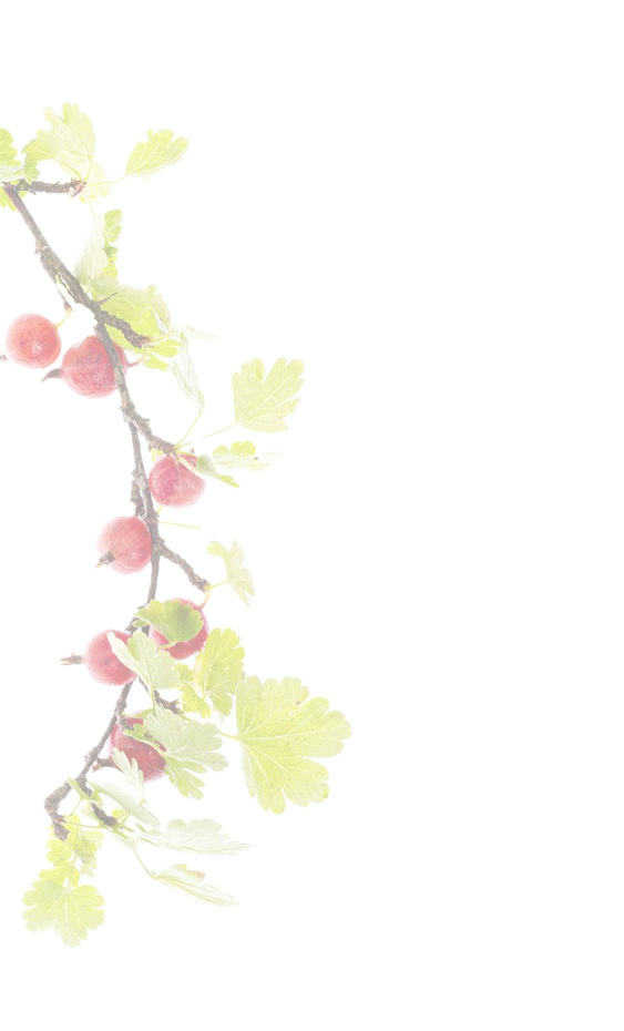 baies rouges