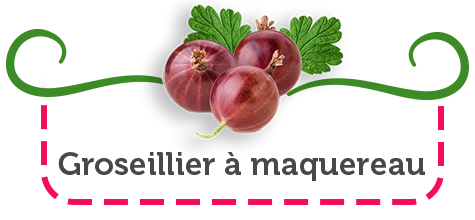 baies rouges