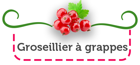 baies rouges